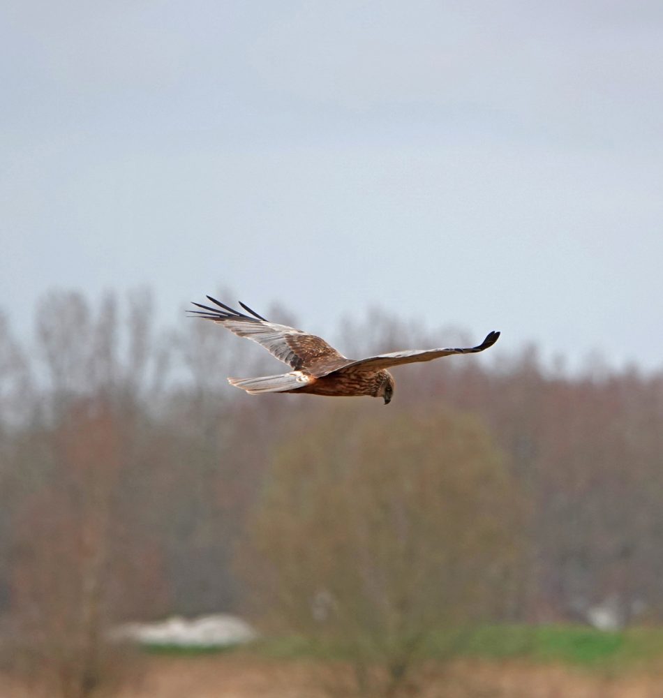 Bruine kiekendief (Onlanden)