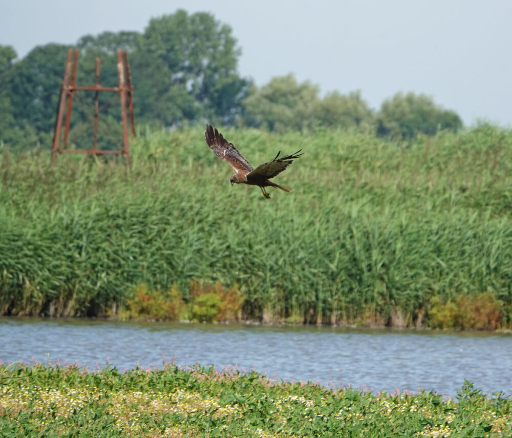 Bruine kiekendief (Wide Mar)
