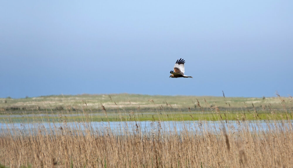 Bruine kiekendief boven Groene strand (Ameland)