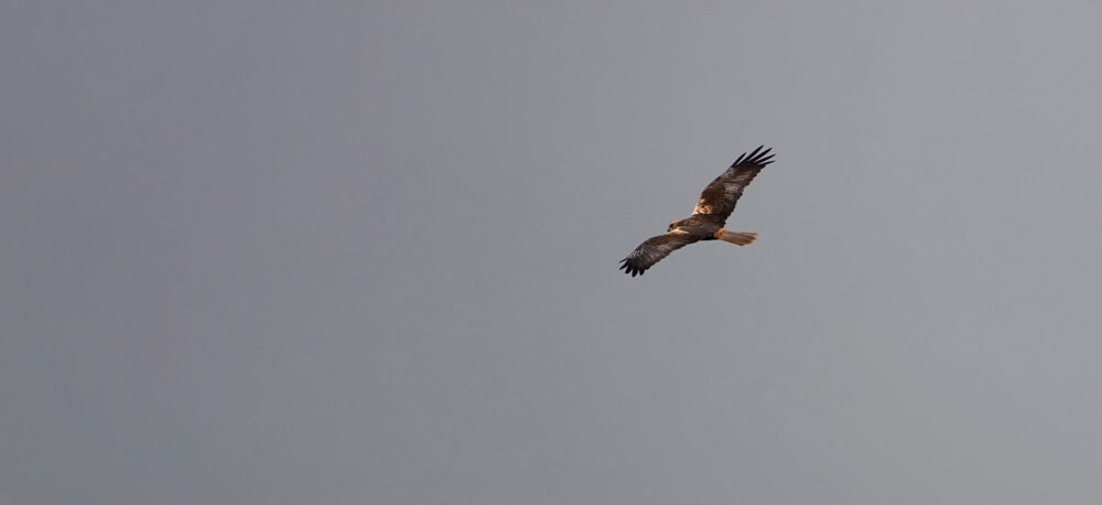 Bruine kiekendief boven de Matsloot (Onlanden)