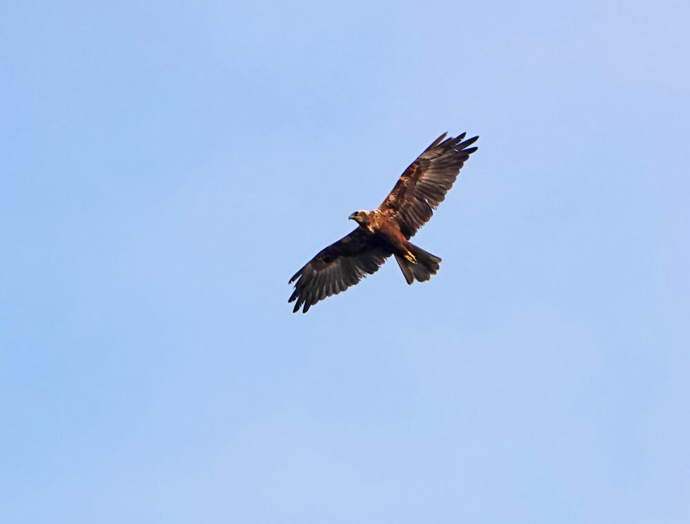 Bruine kiekendief boven het wad (Rommelhoek)
