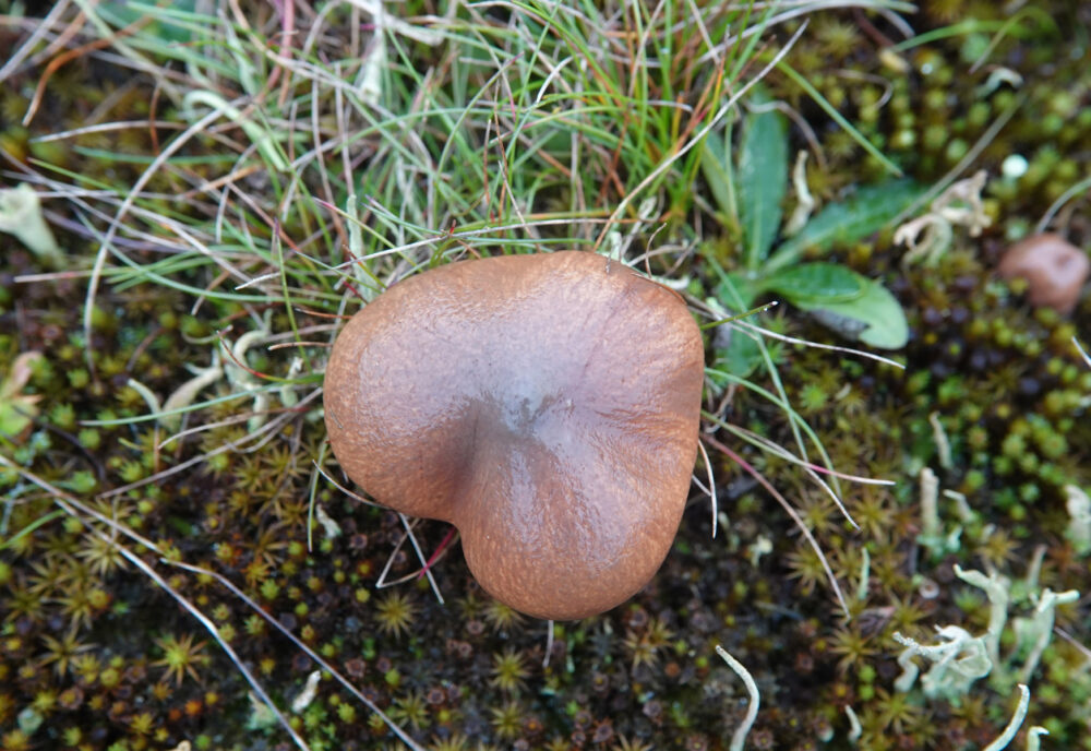 Bruine ringboleet