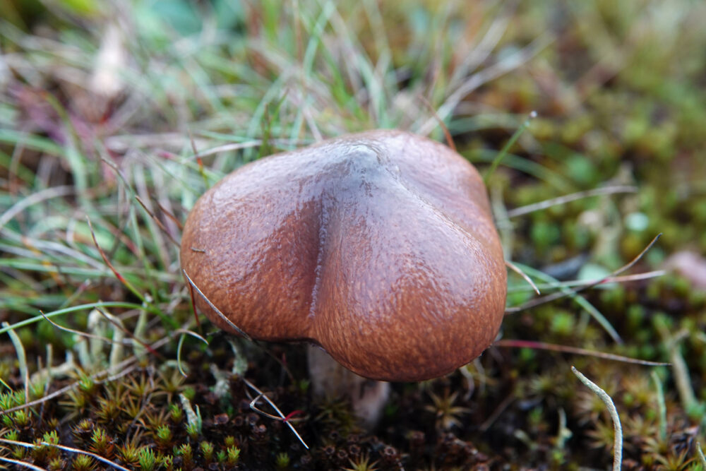 Bruine ringboleet