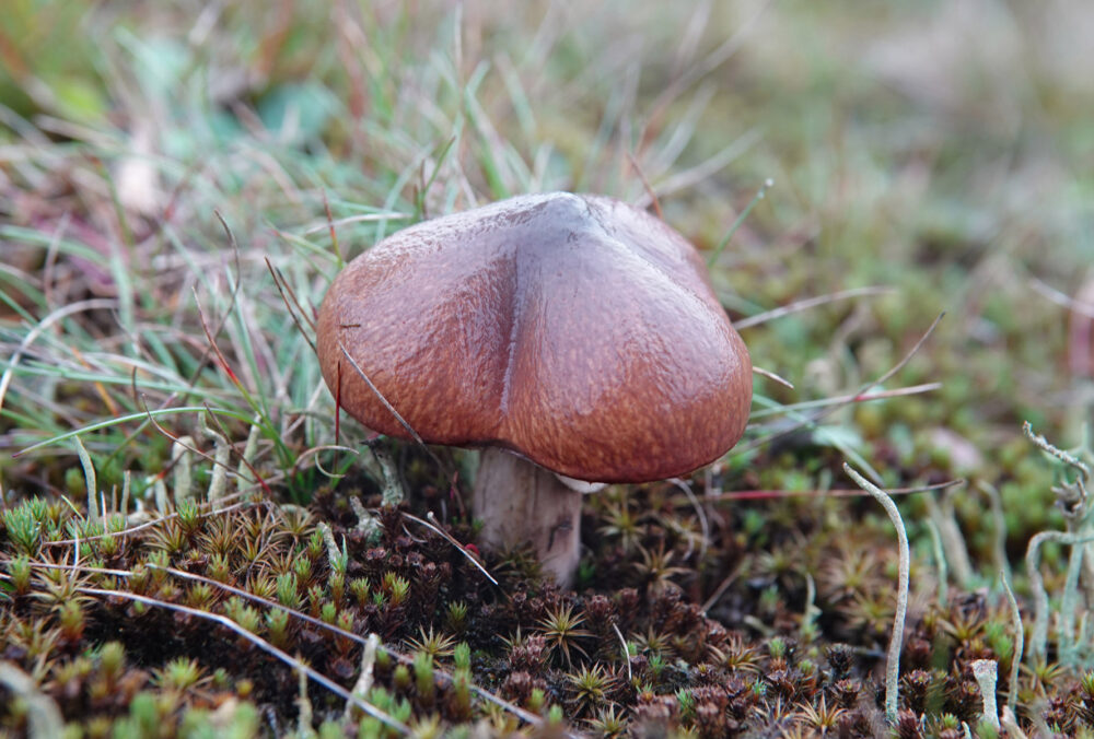 Bruine ringboleet