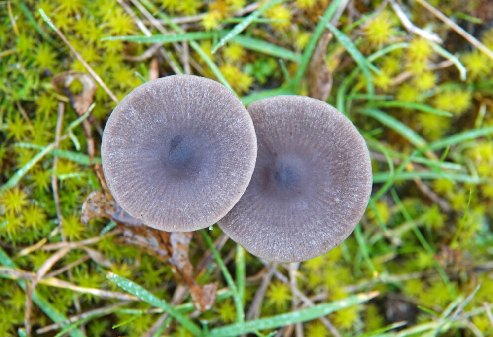 Bruine satijnzwam