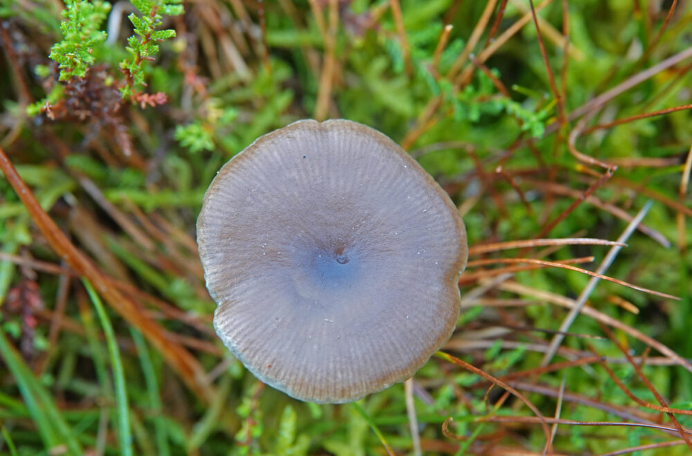 Bruine schijntrechterzwam