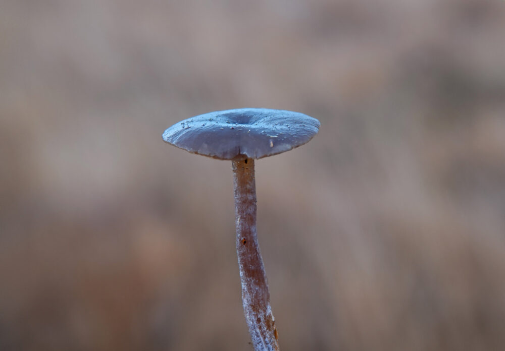 Bruine schijntrechterzwam