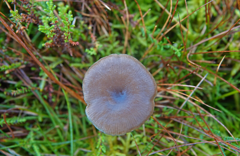 Bruine schijntrechterzwam