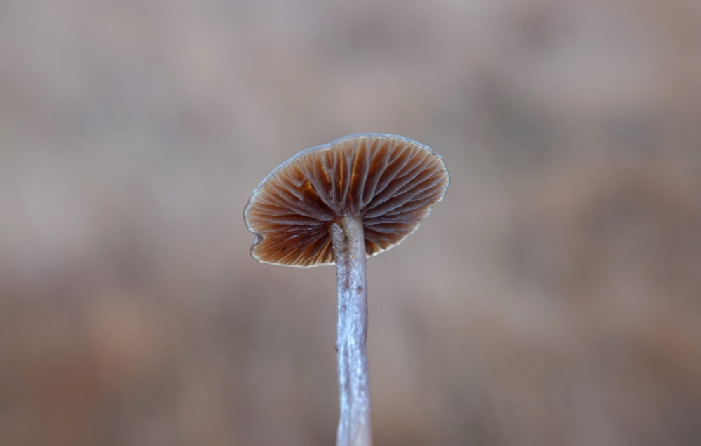 Bruine schijntrechterzwam
