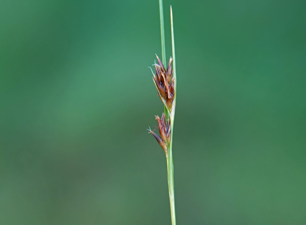 Bruine snavelbies