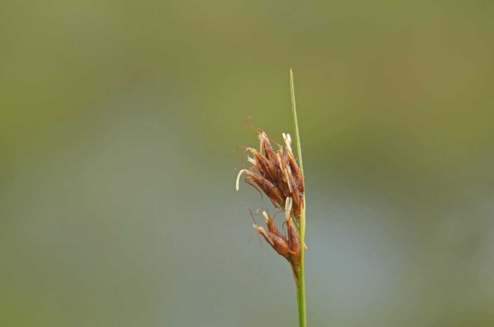 Bruine snavelbies