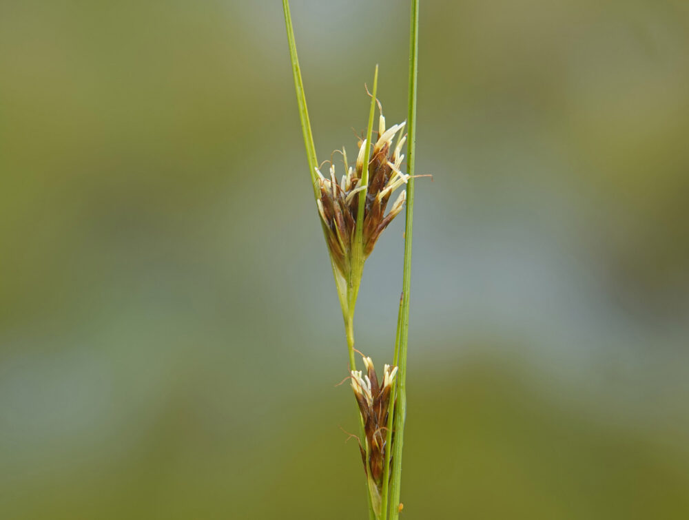 Bruine snavelbies