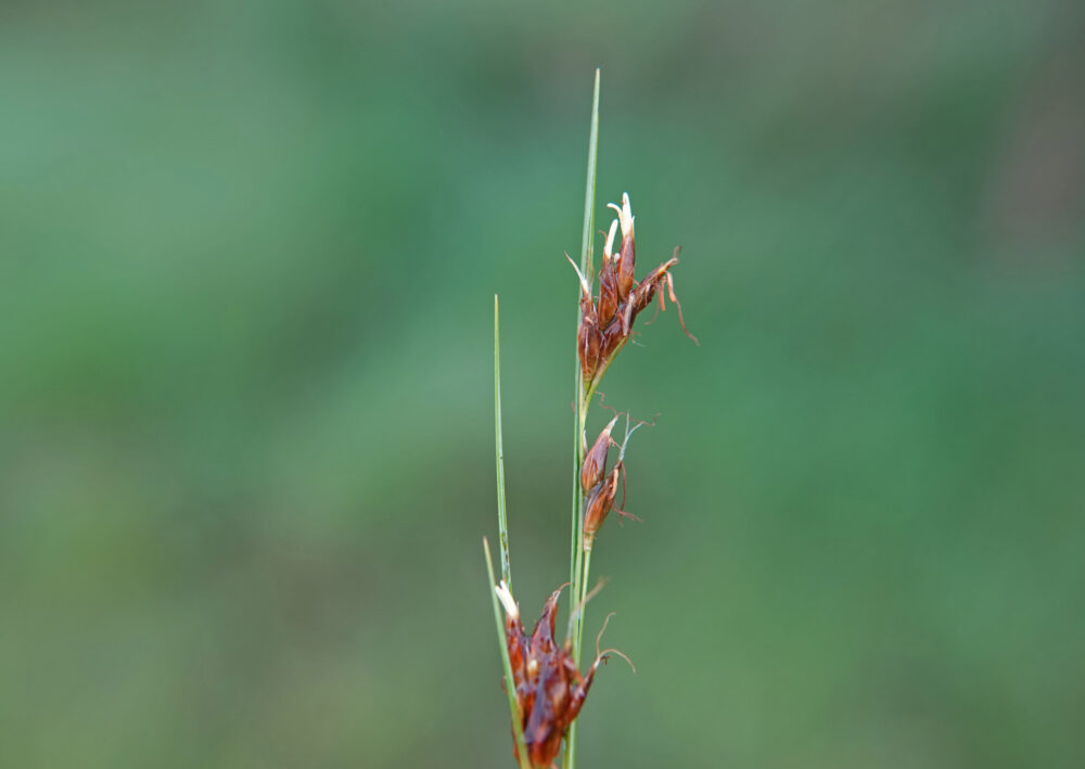 Bruine snavelbies