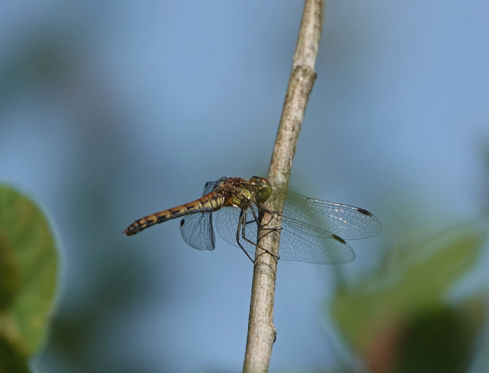 Bruinrode heidelibel