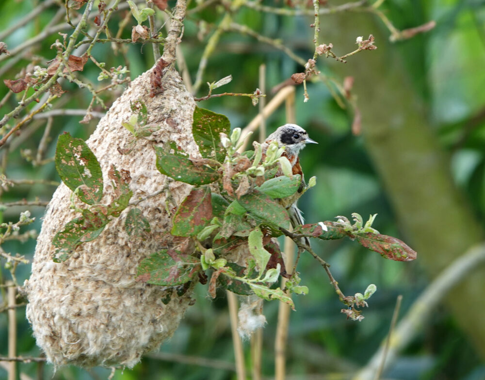Buidelmees bij nest