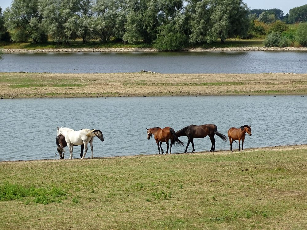 Buitenwaarden (Wijhe)