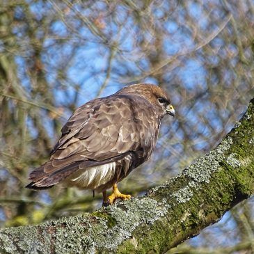 Buizerd