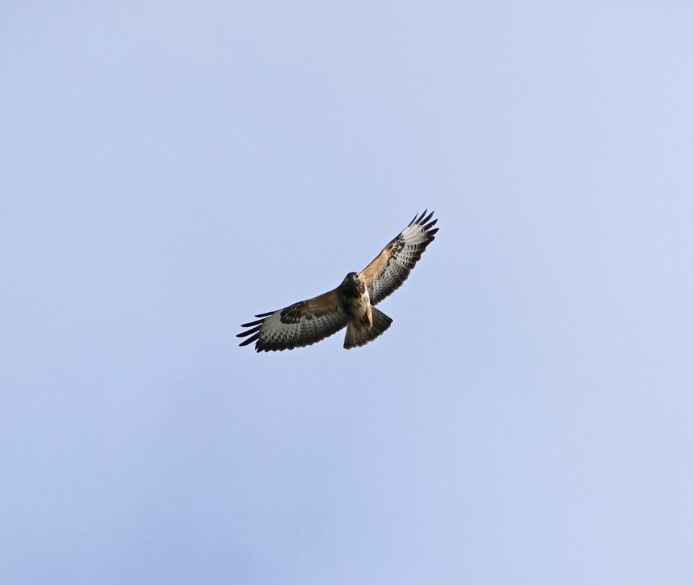 Buizerd (Onlanden)