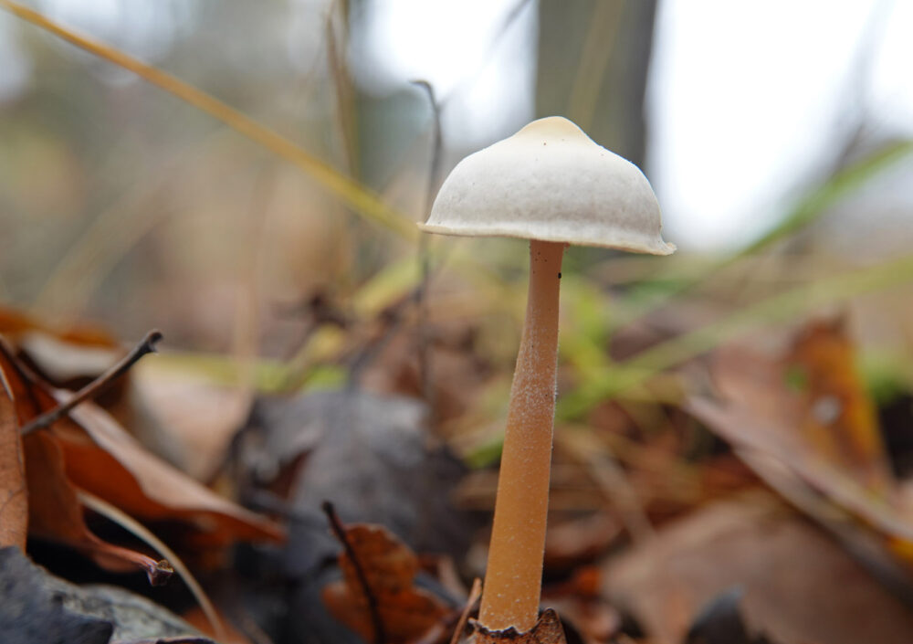 Bundelcollybia