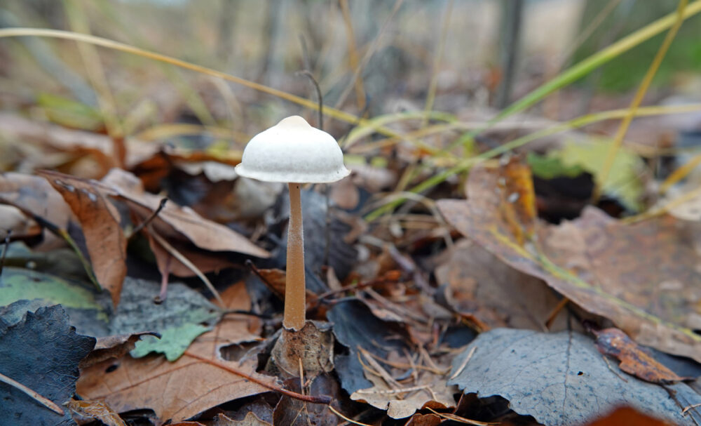 Bundelcollybia