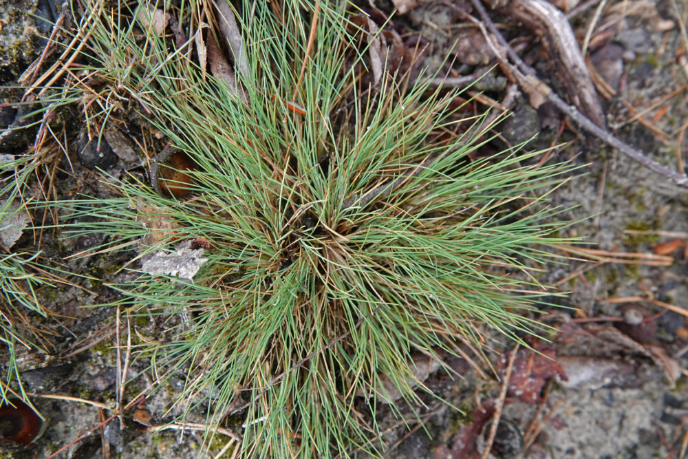 Buntgras
