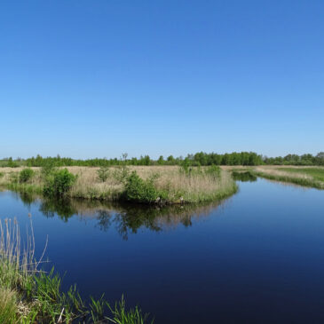 Bûtenfjild (Friesland)