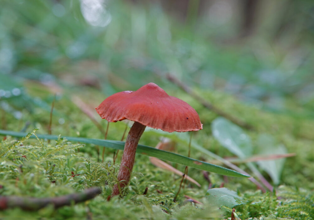 Cederhoutgordijnzwam