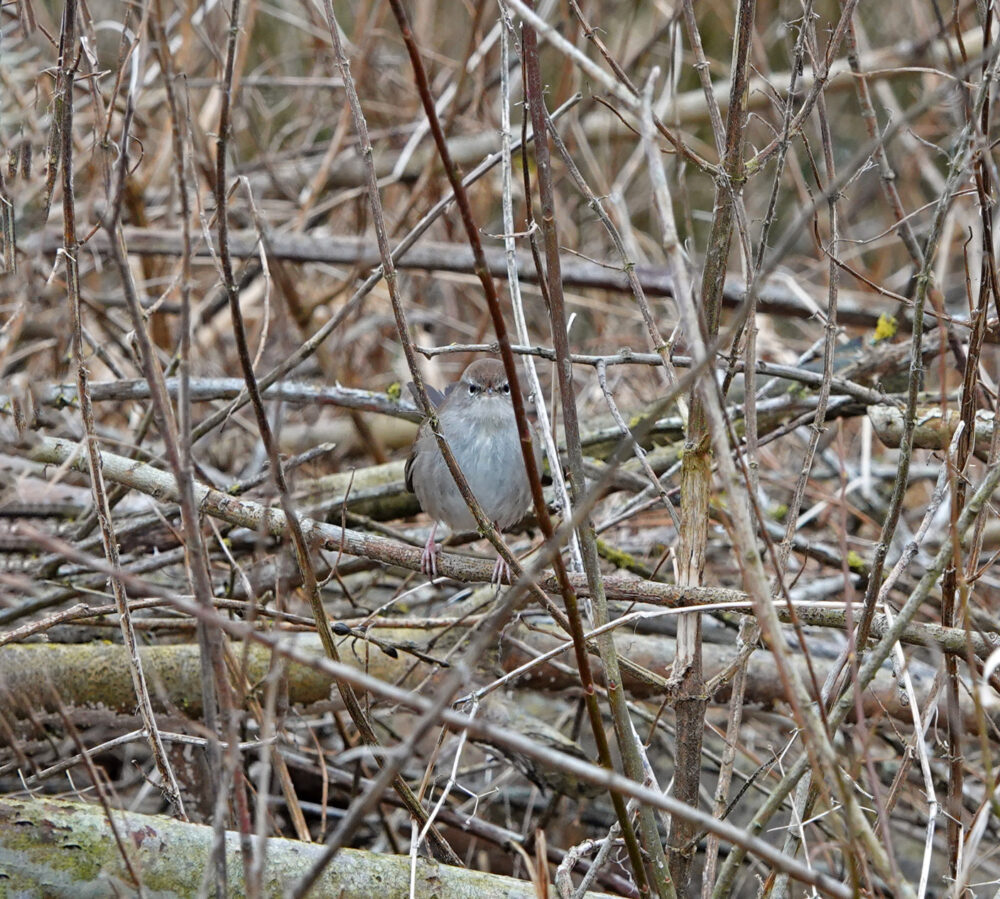 Cetti&#039;s zanger
