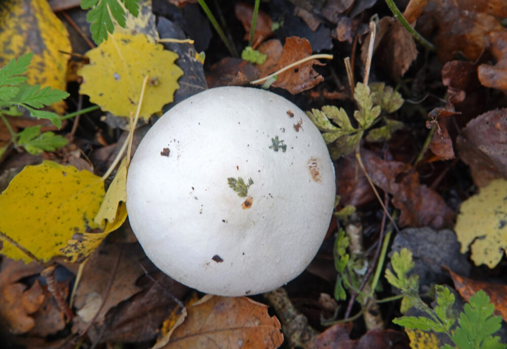 Champignon (G)