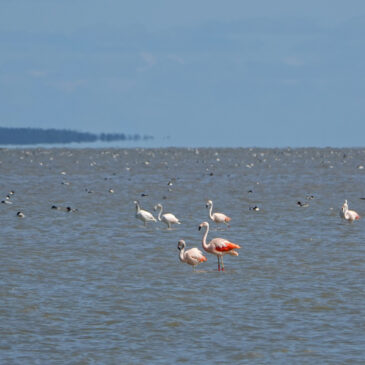 Chileense flamingo&#039;s op voorgrond (Waddenzee)