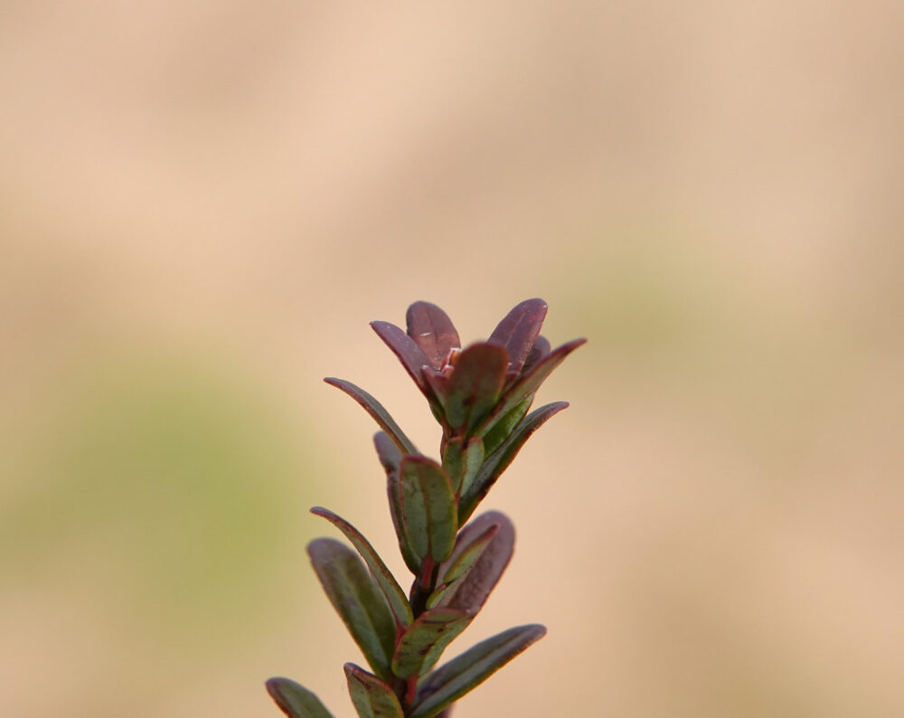Cranberry