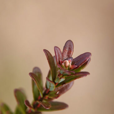 Cranberry