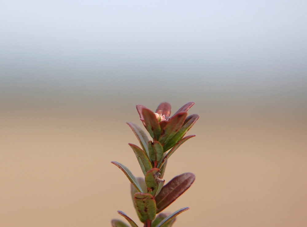 Cranberry