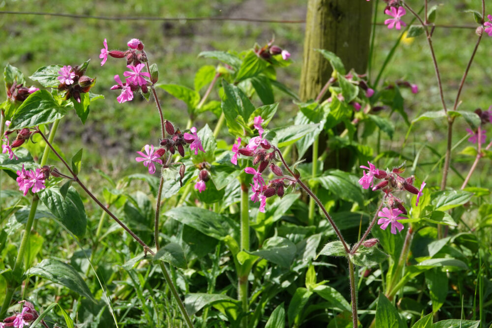 Dagkoekoeksbloem (Onlanden)