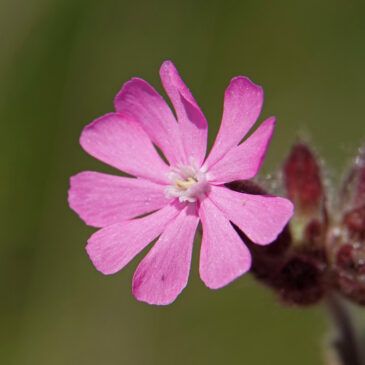 Dagkoekoeksbloem