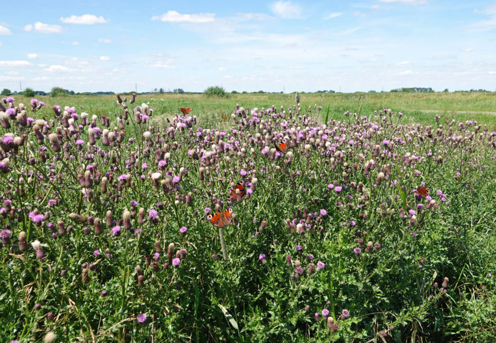 Dagpauwogen op akkerdistels (Broekenweering)