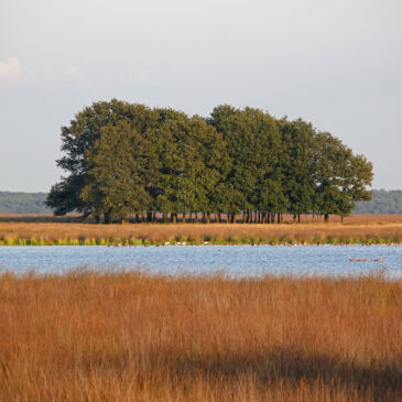 Davidsplassen op de Dwingelose Heide (Dwingelderveld)