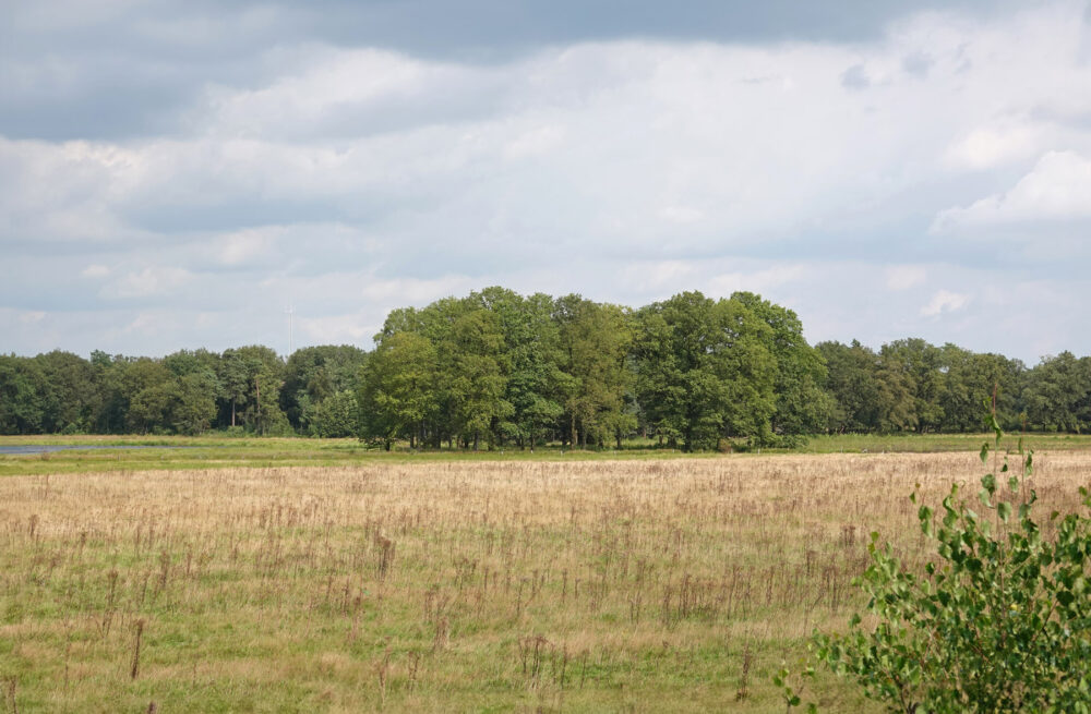 De Borkeld