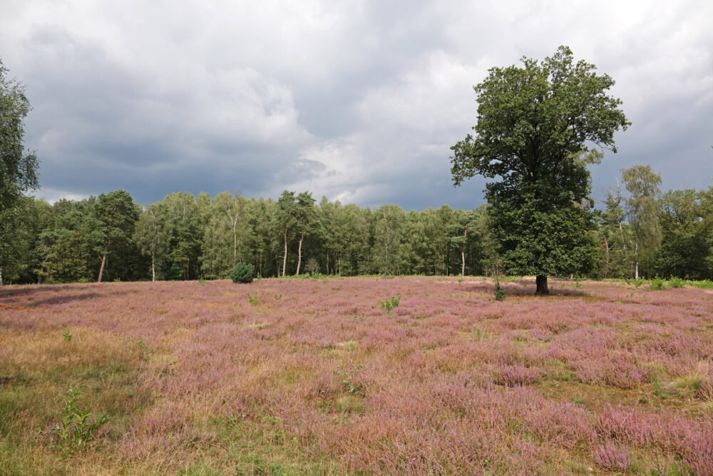 De Borkeld