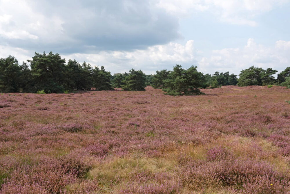 De Borkeld