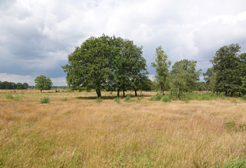 De Borkeld