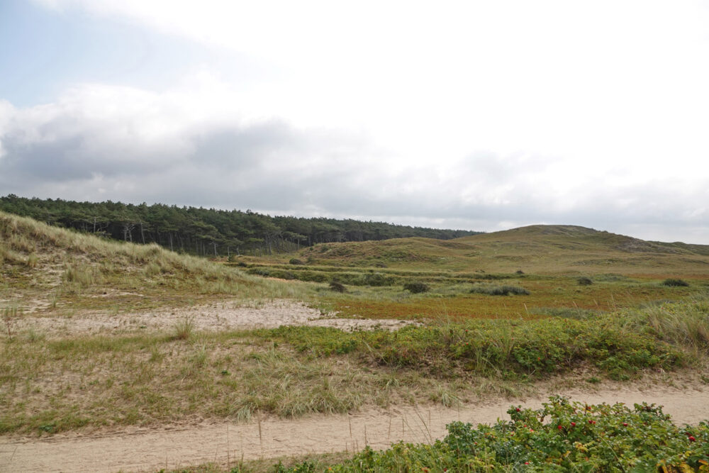 De Donkere Duinen