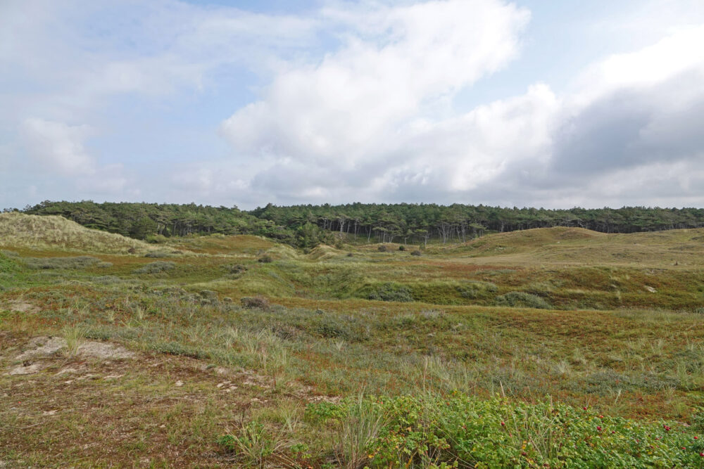 De Donkere Duinen