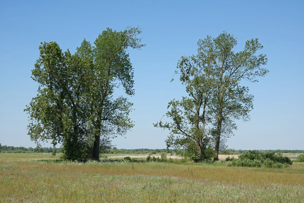 De Goltbooren