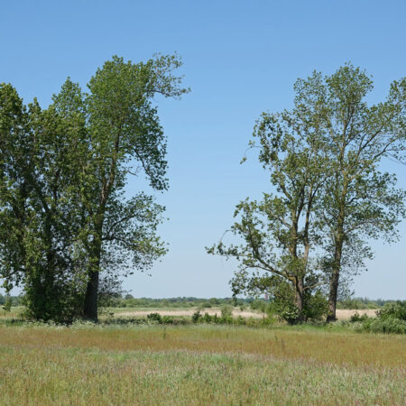 De Goltbooren