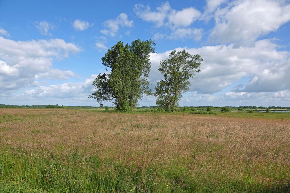 De Goltbooren