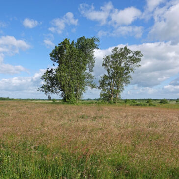 De Goltbooren (Onlanden)