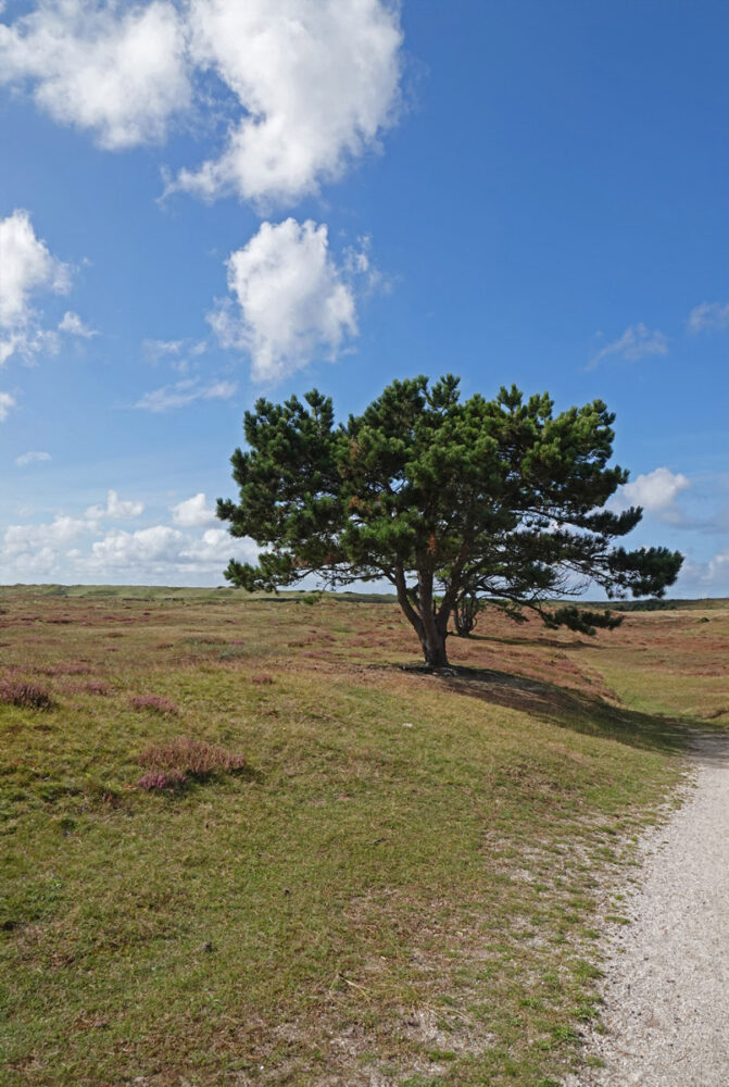 De Grafelijkheidsduinen