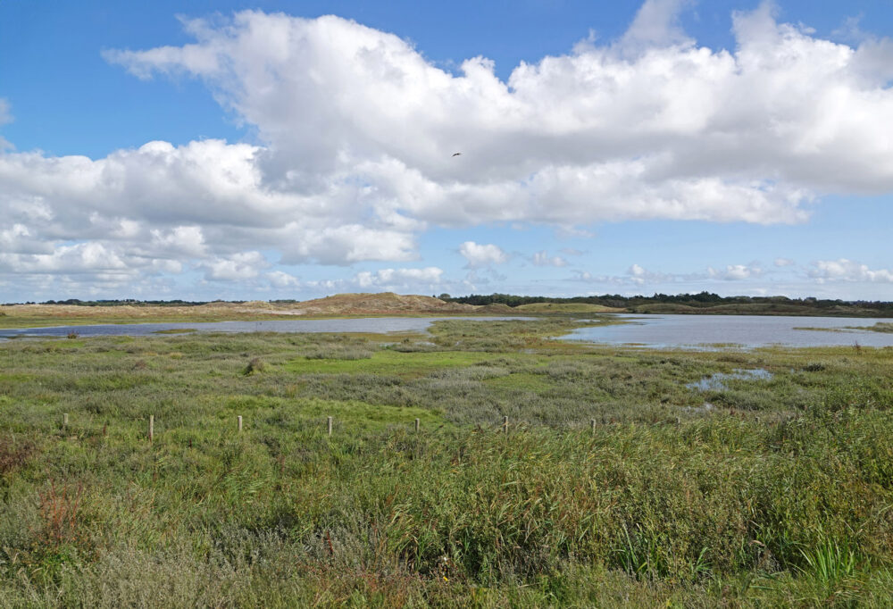 De Harmplas in de Grafelijkheidsduinen