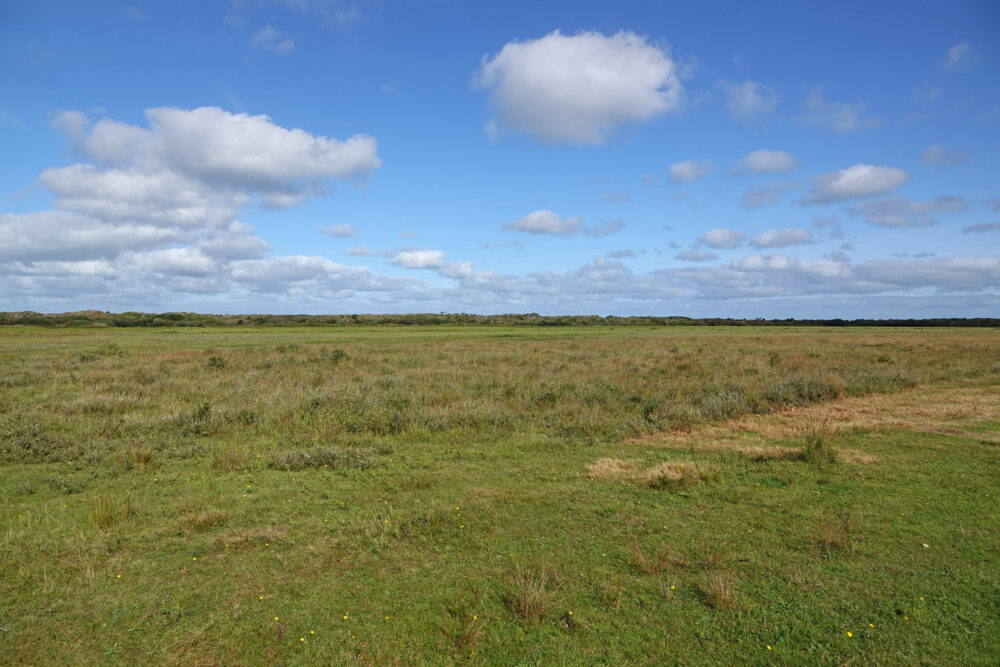 De Muy (Nationaal Park Duinen van Texel)